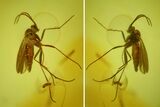 Two Fossil Fungus Gnats (Sciaridae) In Baltic Amber #170049-1